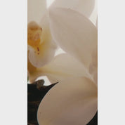 Ce La Vi by Auraa Desire - Extrait de Parfum Women - 100 ml
